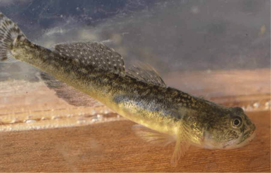 Endangered Freshwater Fishes: Does California Lead the World?