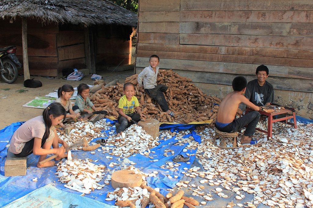 Lao family chopping cassava