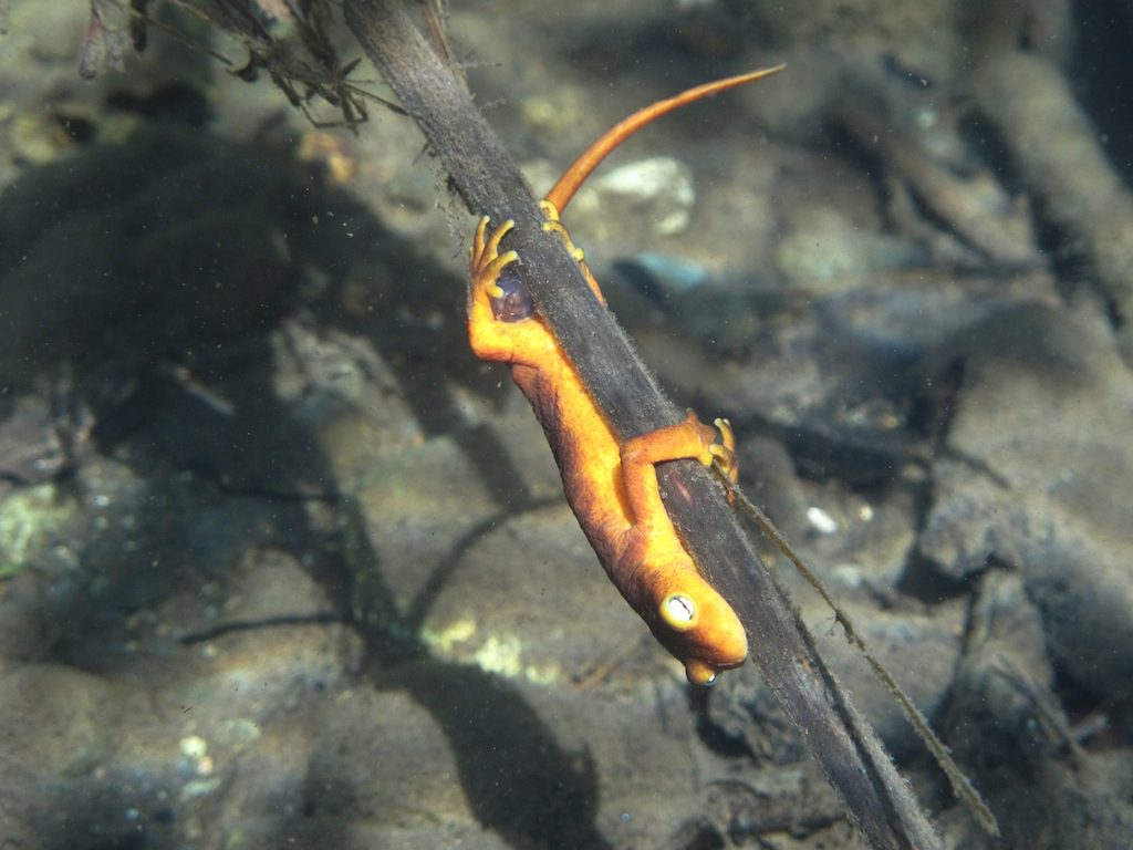 Newt laying eggs