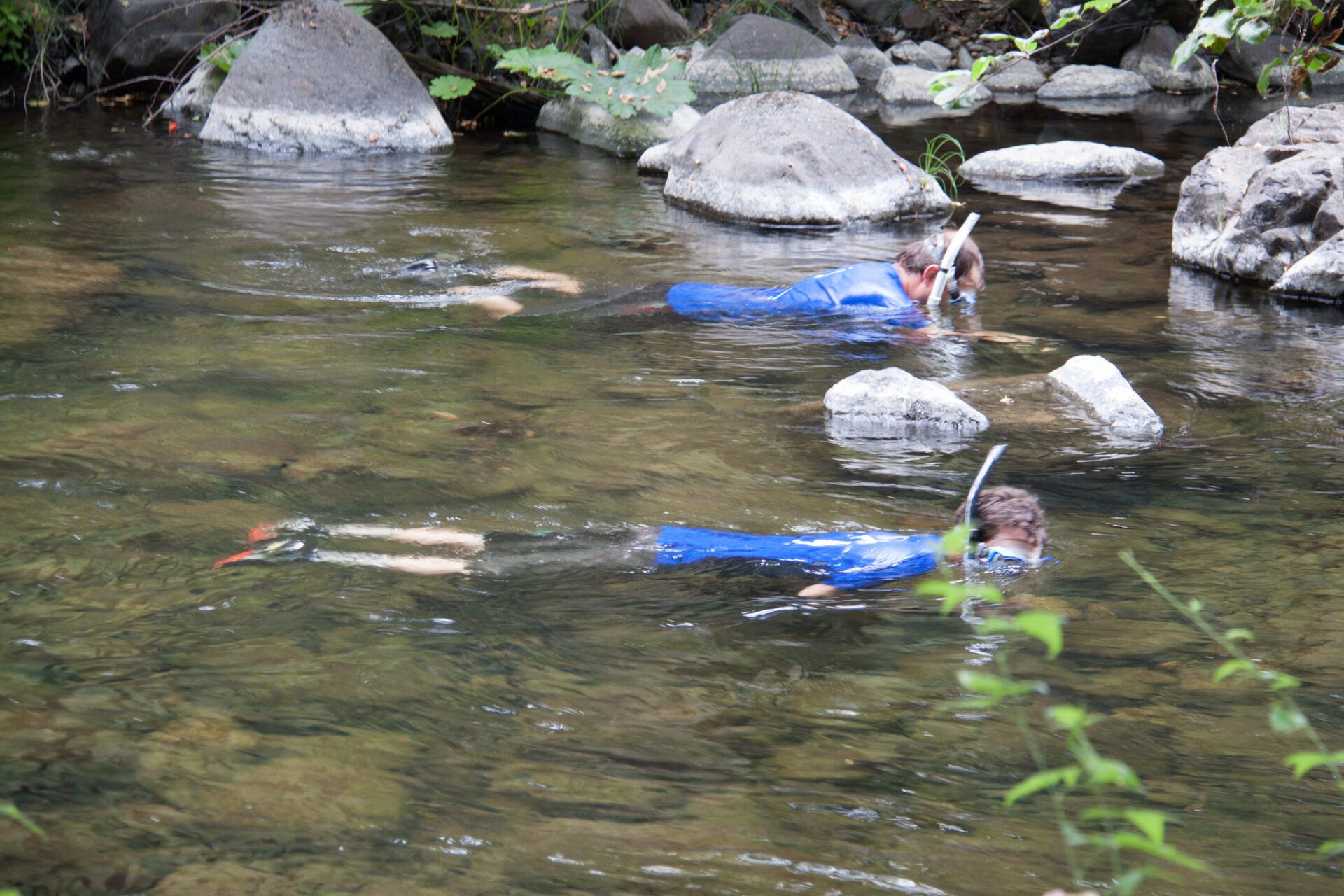Snorkelers in sync on Big Chico Creek