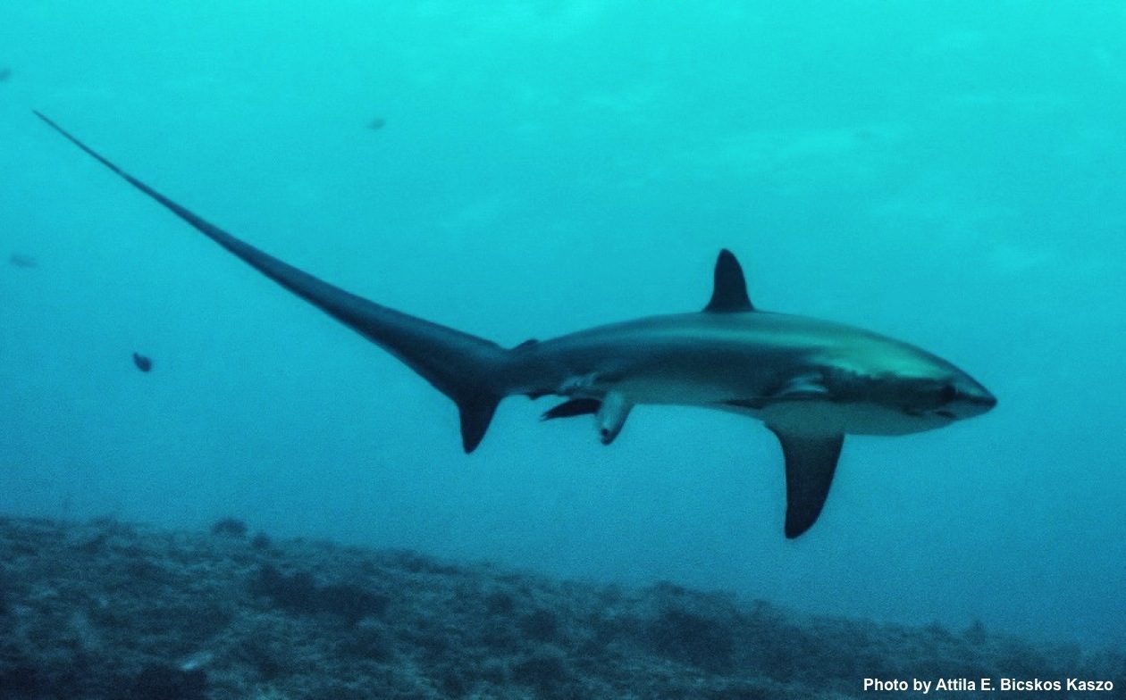 A newsworthy birth of a pelagic thresher shark