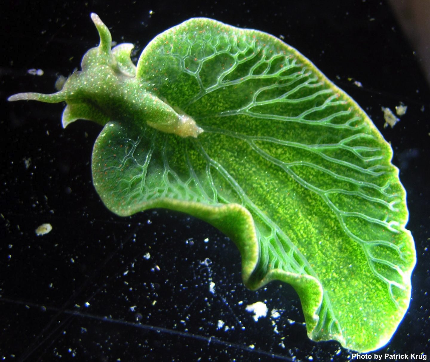 photosynthetic sea slug