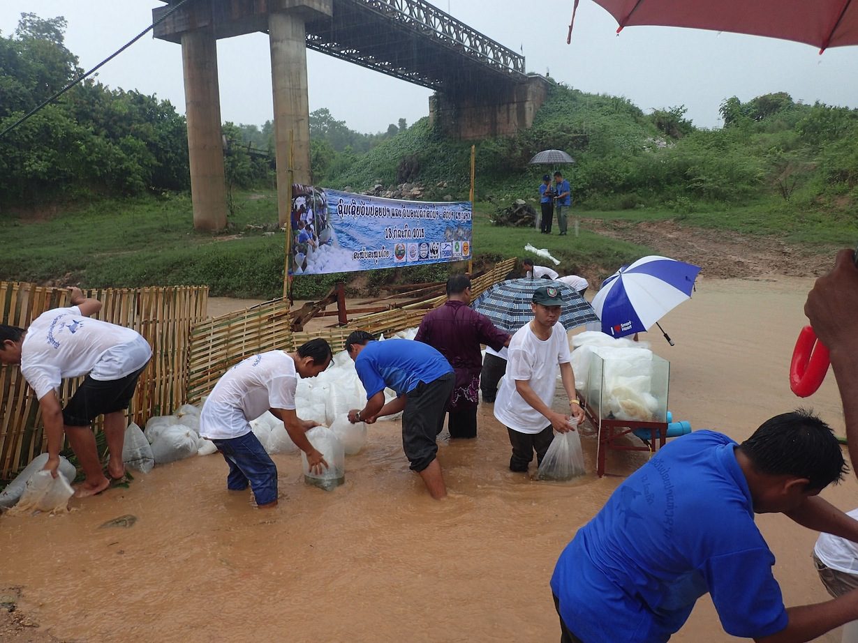 Fish Releasing Day in Laos