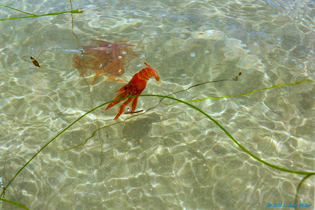 Red crab in the water