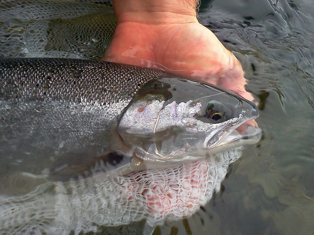 One fish, two forms, many questions - steelhead vs. rainbow trout