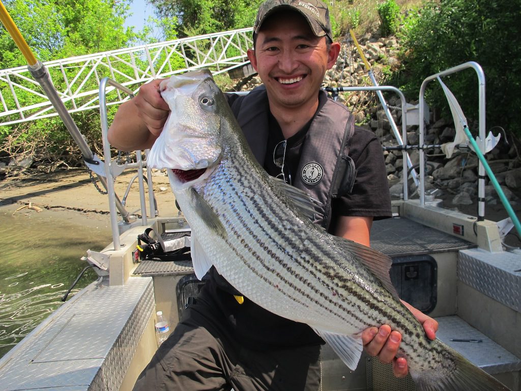 Striped bass catch
