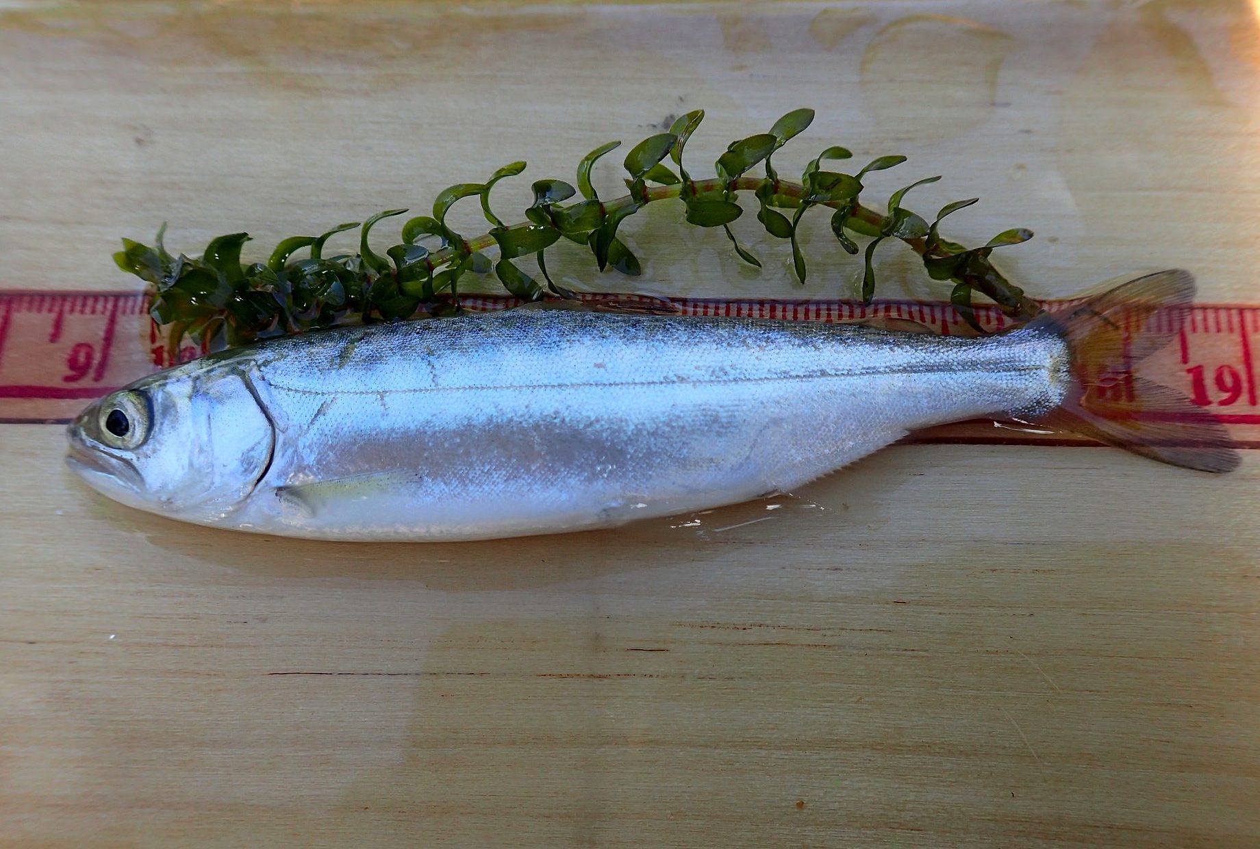Chinook salmon smolt