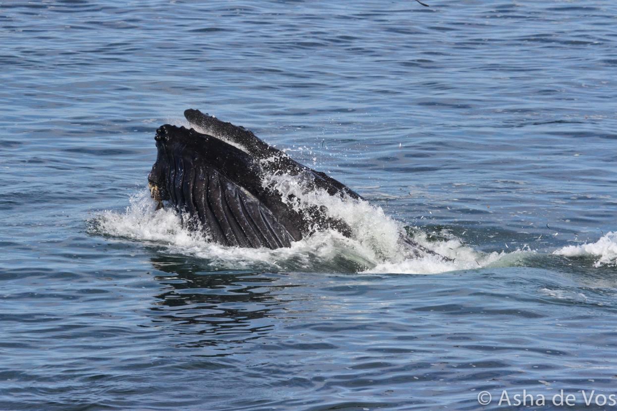 Humpback whale in Mitchells Cove