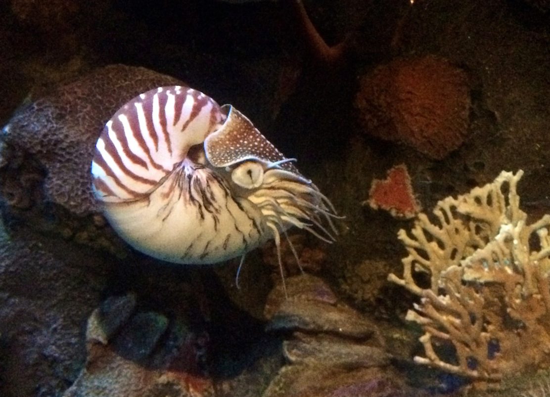 Nautilus at Monterey Bay Aquarium