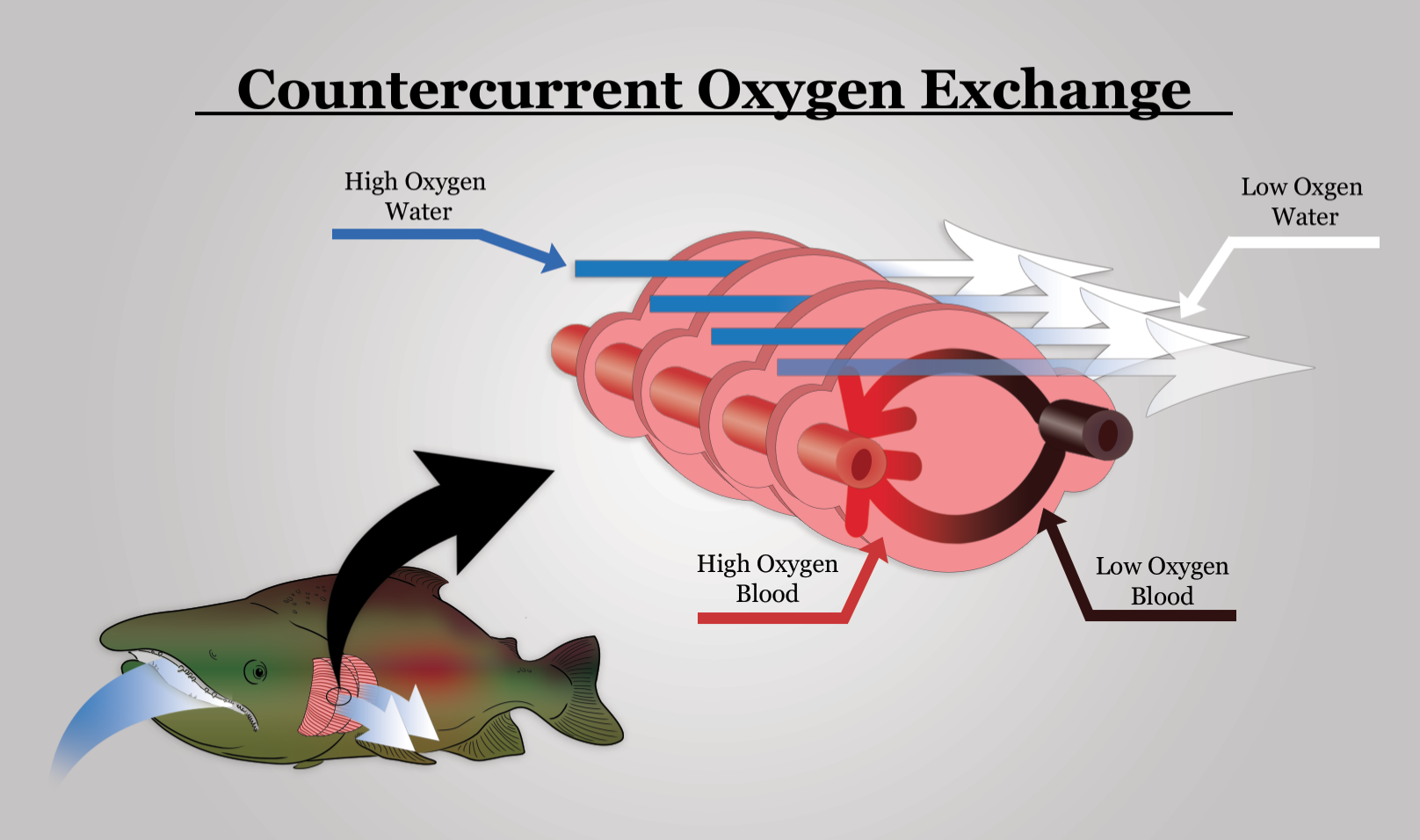 An efficient exchange: countercurrent oxygen exchange in fish