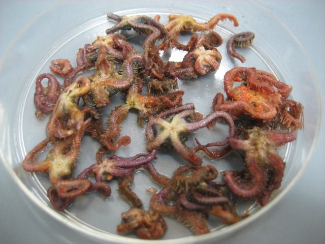 Dish of brittle stars from inside a gopher rockfish stomach