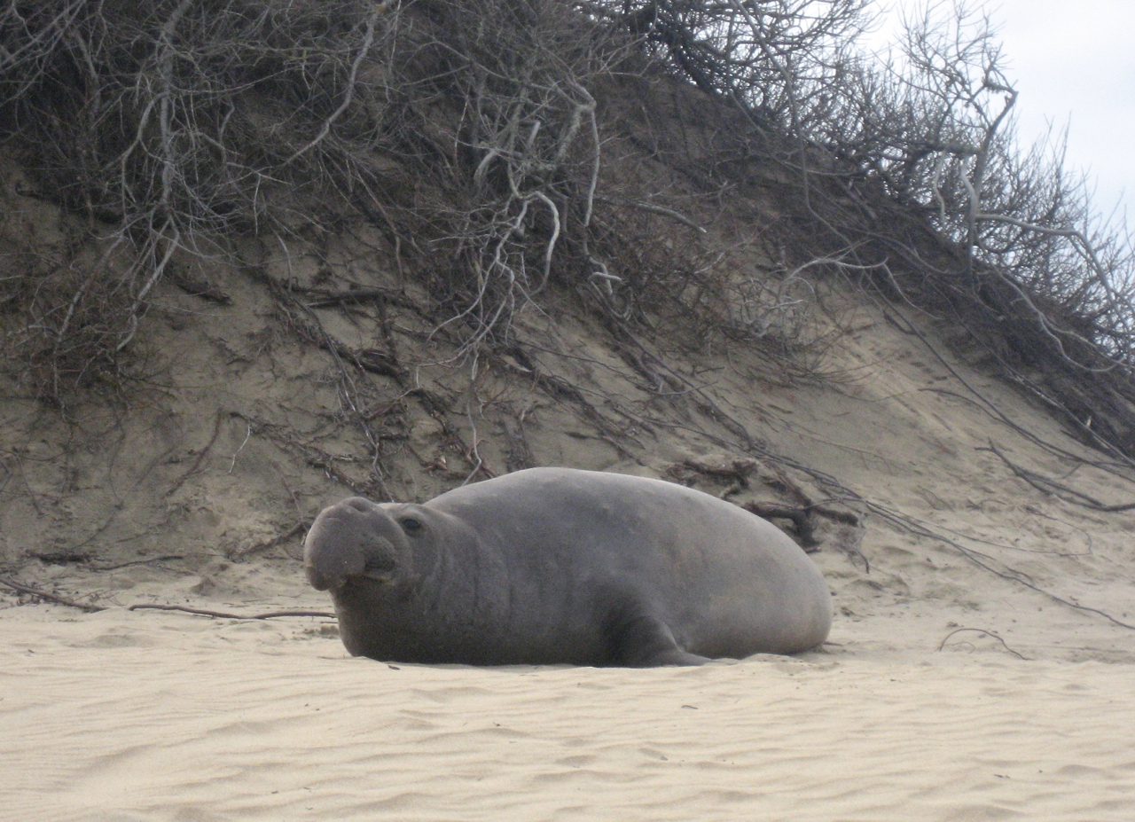 Elephant seal at Año Nuevo
