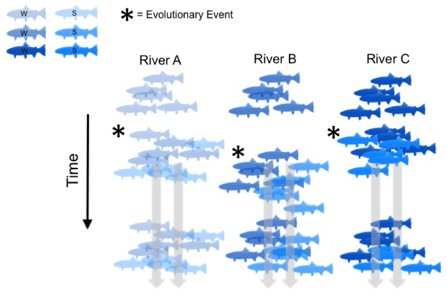 Eolution Diagram 2 - Parallel Evolution