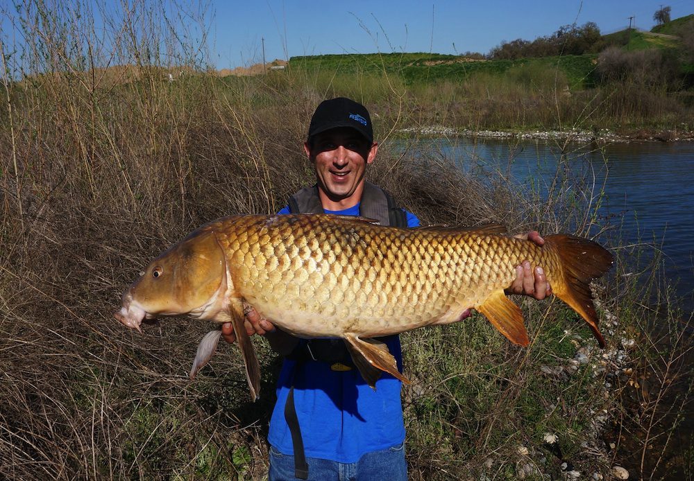 Common Carp in the Central Valley