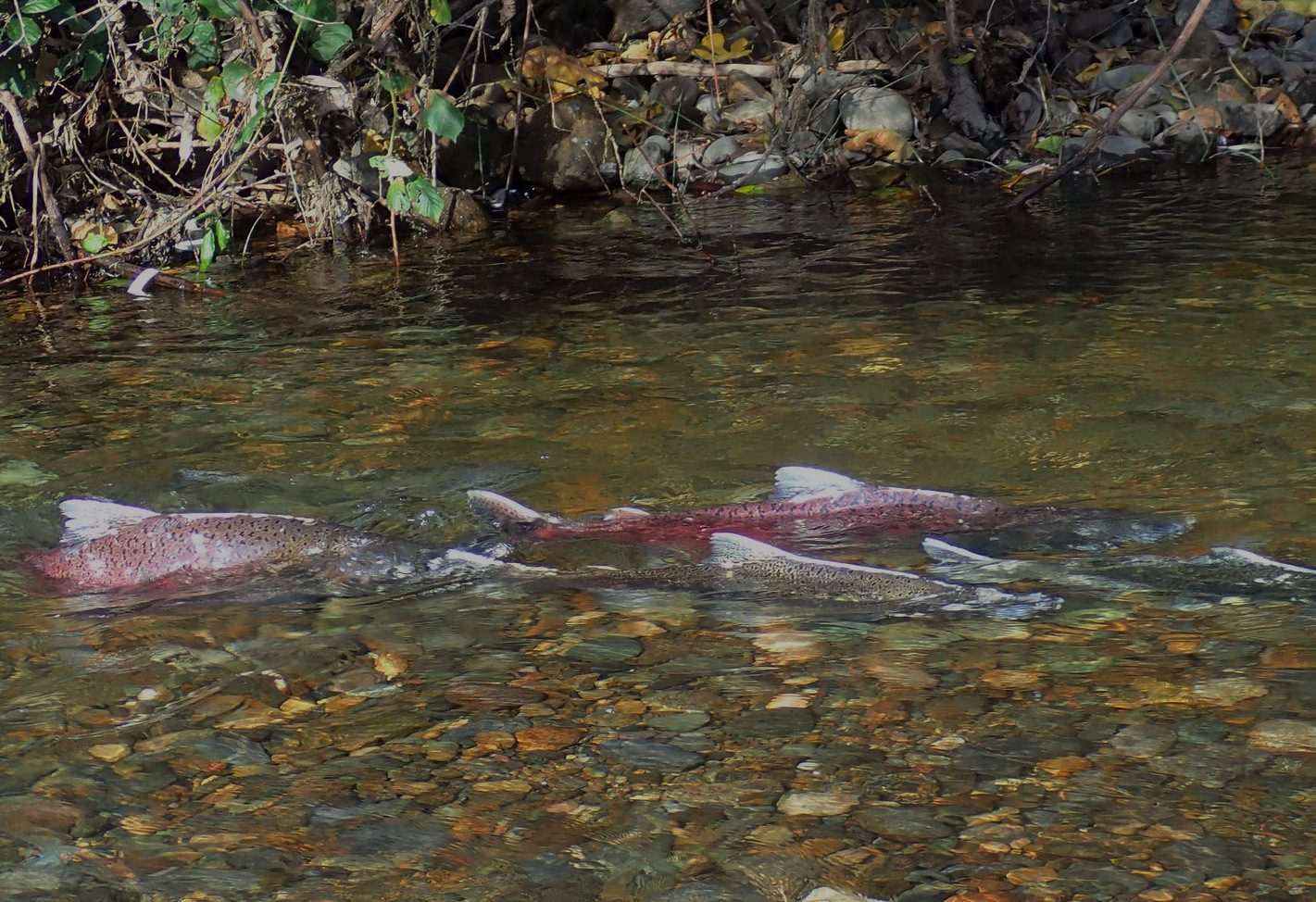 Fall-Run Chinook Salmon