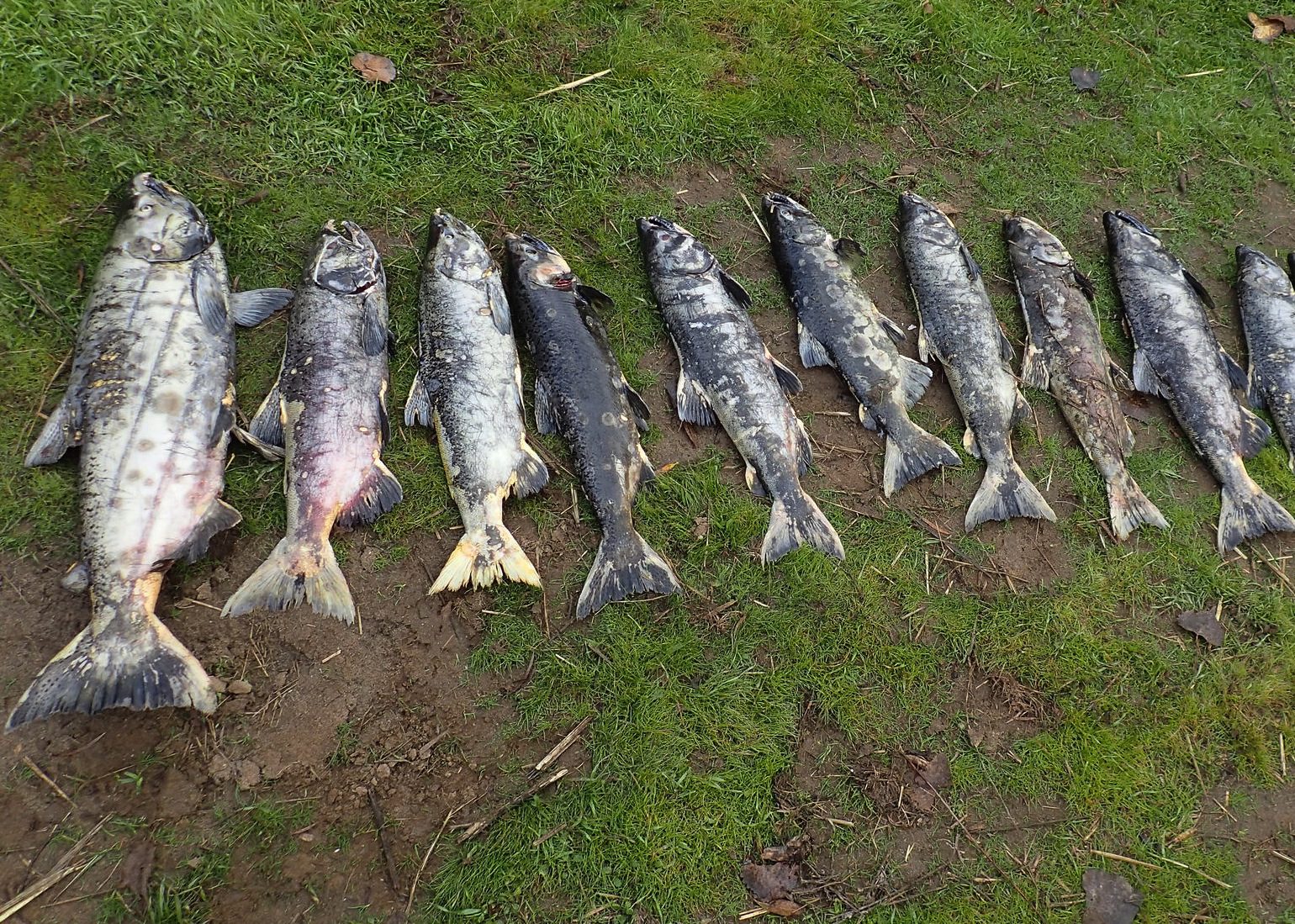 Salmon Carcasses