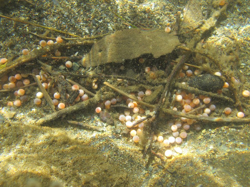 salmon eggs in water