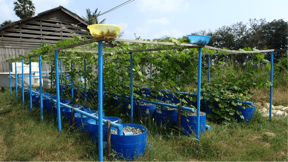 Cambodia aquaponics setup