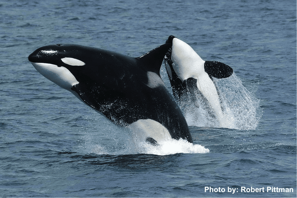 Killerwhales jumping