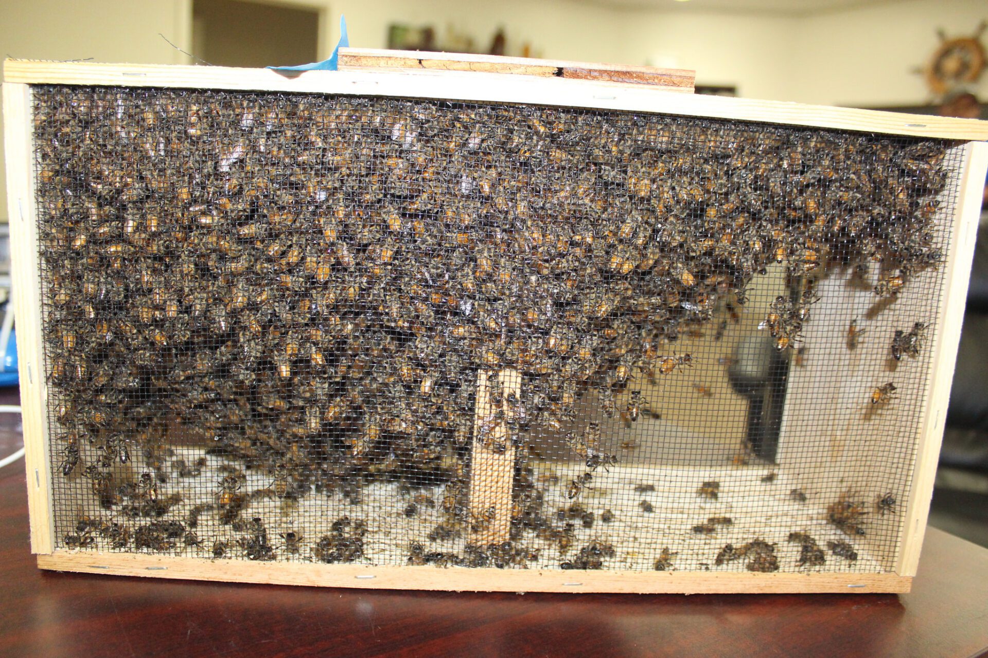 Box of Honeybees