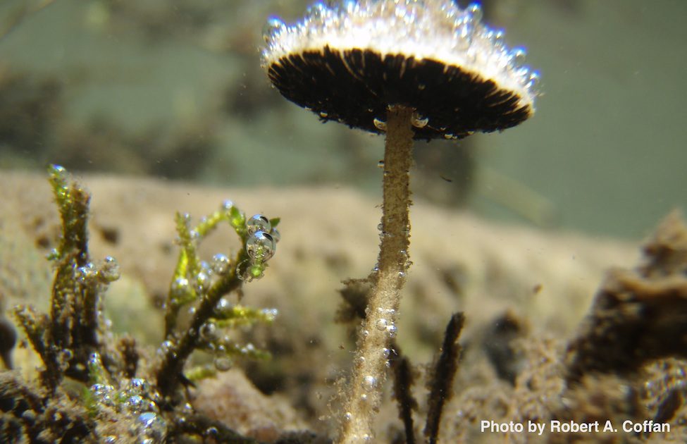 Underwater mushroom Psathyrella aquatica 1