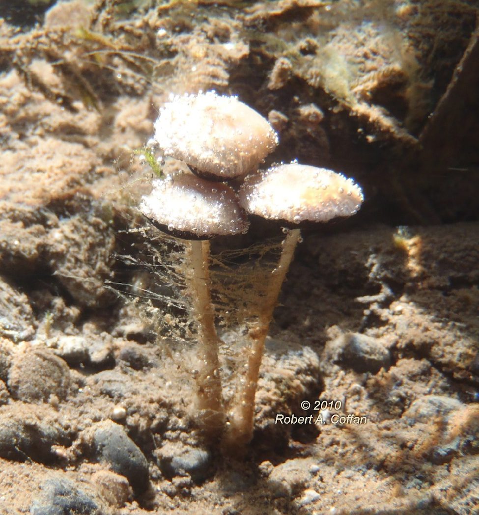 Underwater mushroom Psathyrella aquatica 2