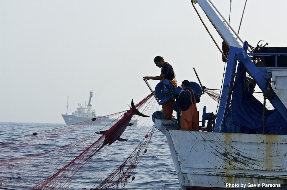 Illegal drift net fishing by Italian vessl in the Mediterranean Sea.