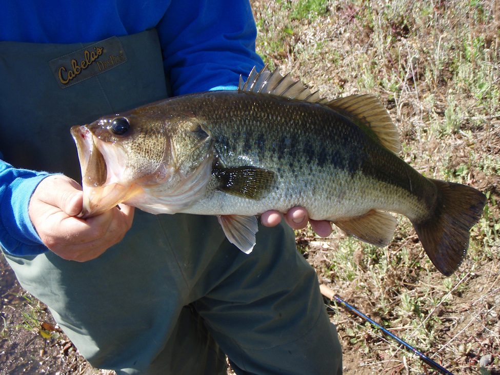 Culling Help - Tournament Talk - Bass Fishing Forums