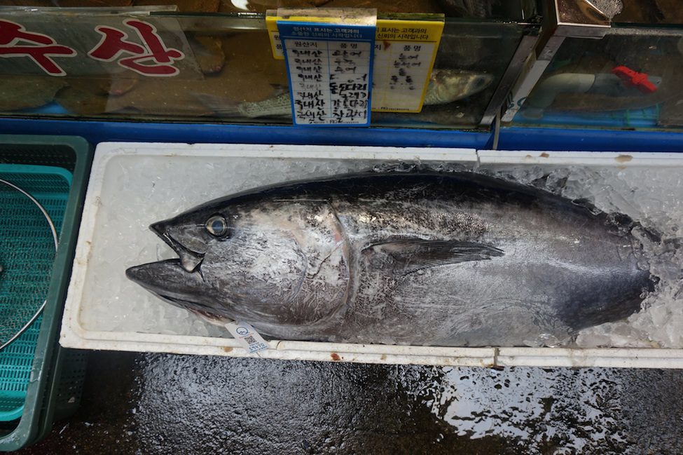 Tuna at Noryangjin Fish Market
