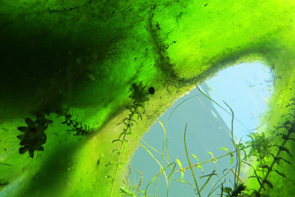 Filamentious Algae