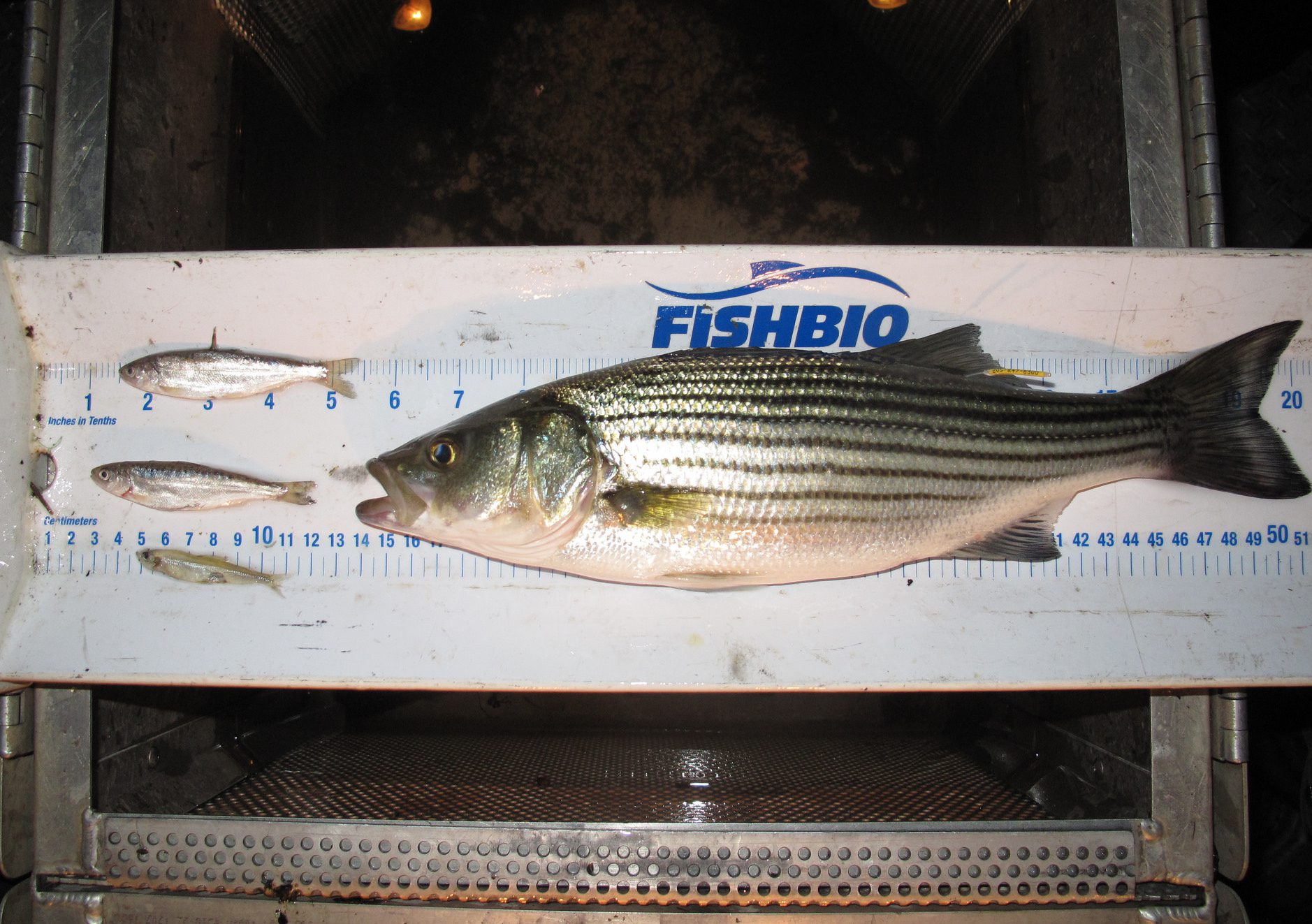 Striped bass predation
