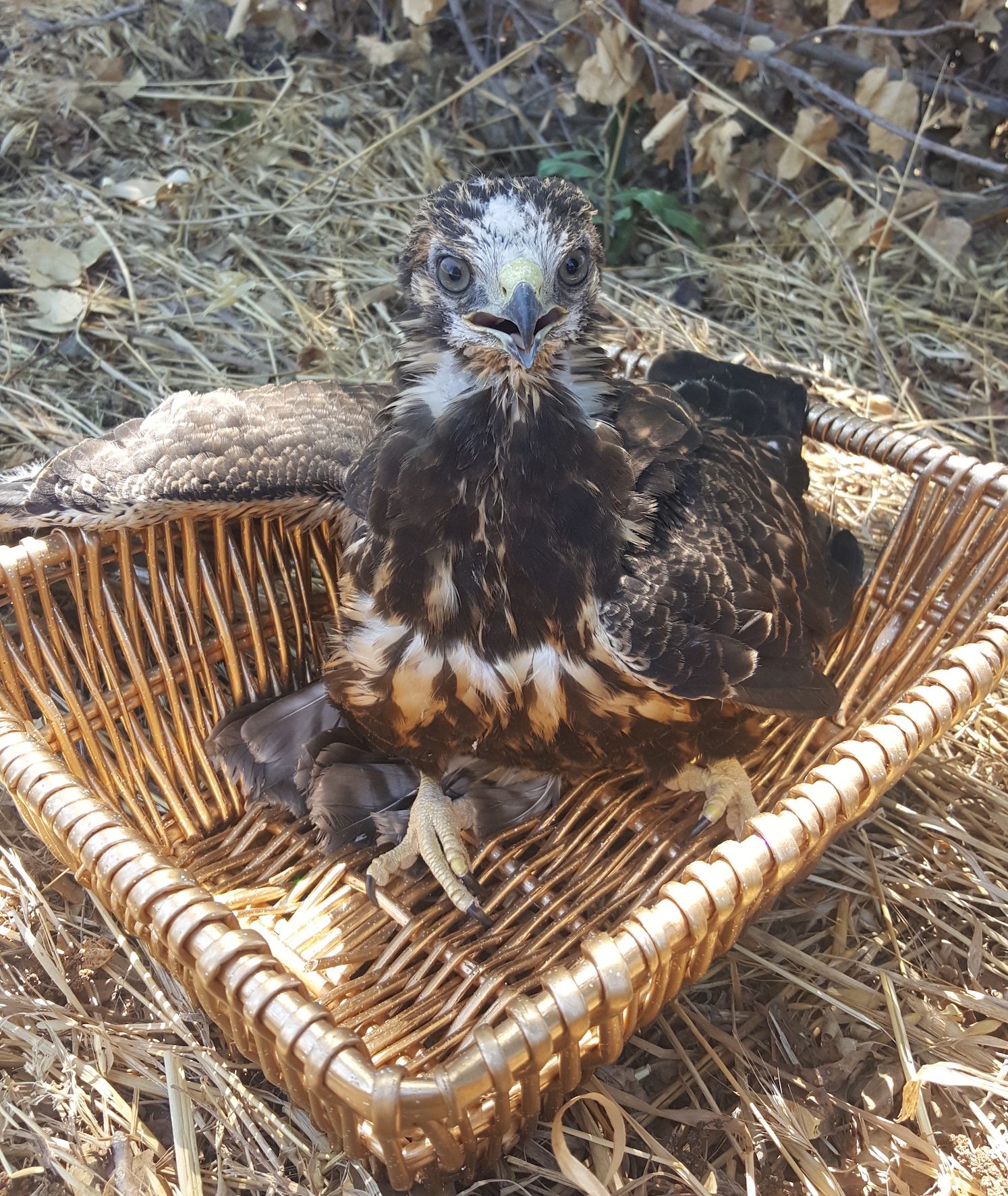 The safely rescued juvenile Swainson's Hawk