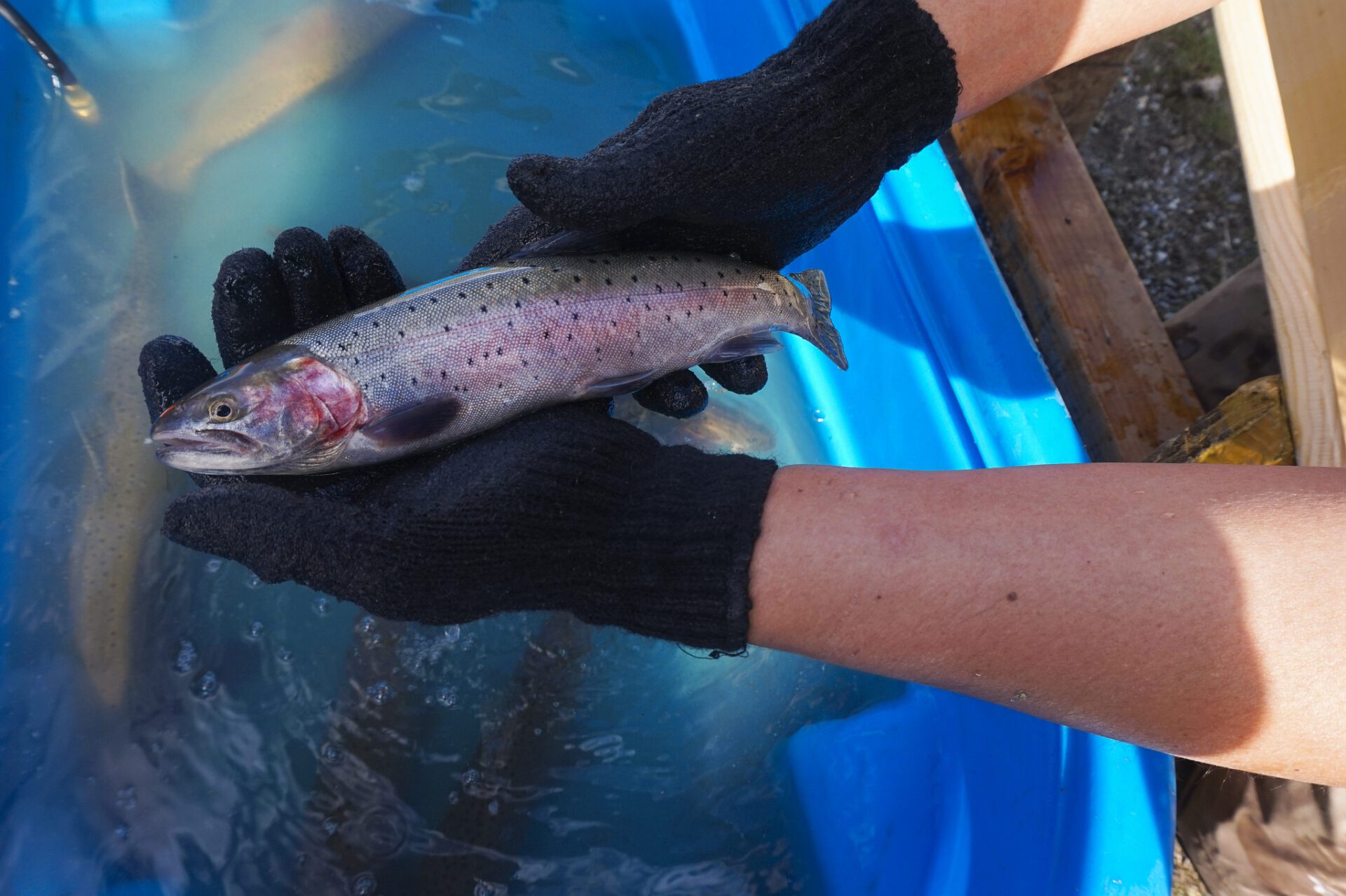 small-lahontan-cutthroat-trout
