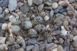killdeer-eggs
