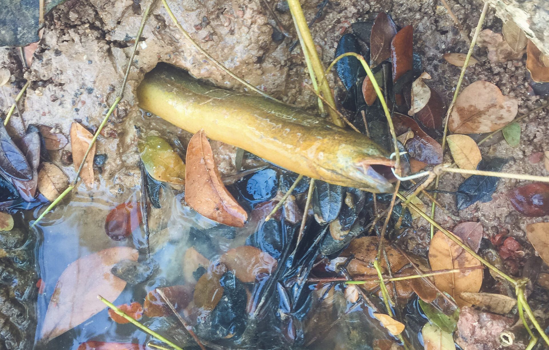 Catching an eel in a hole
