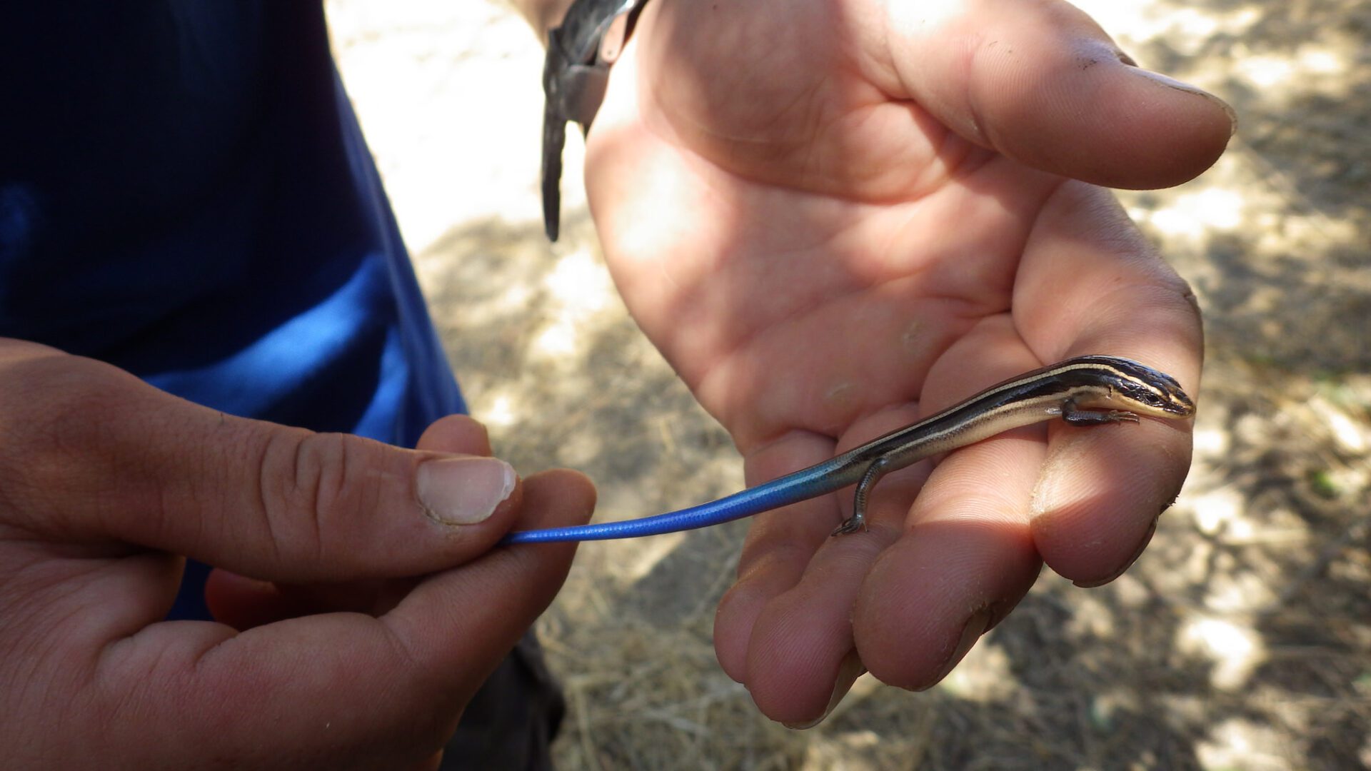 blue tailed skink