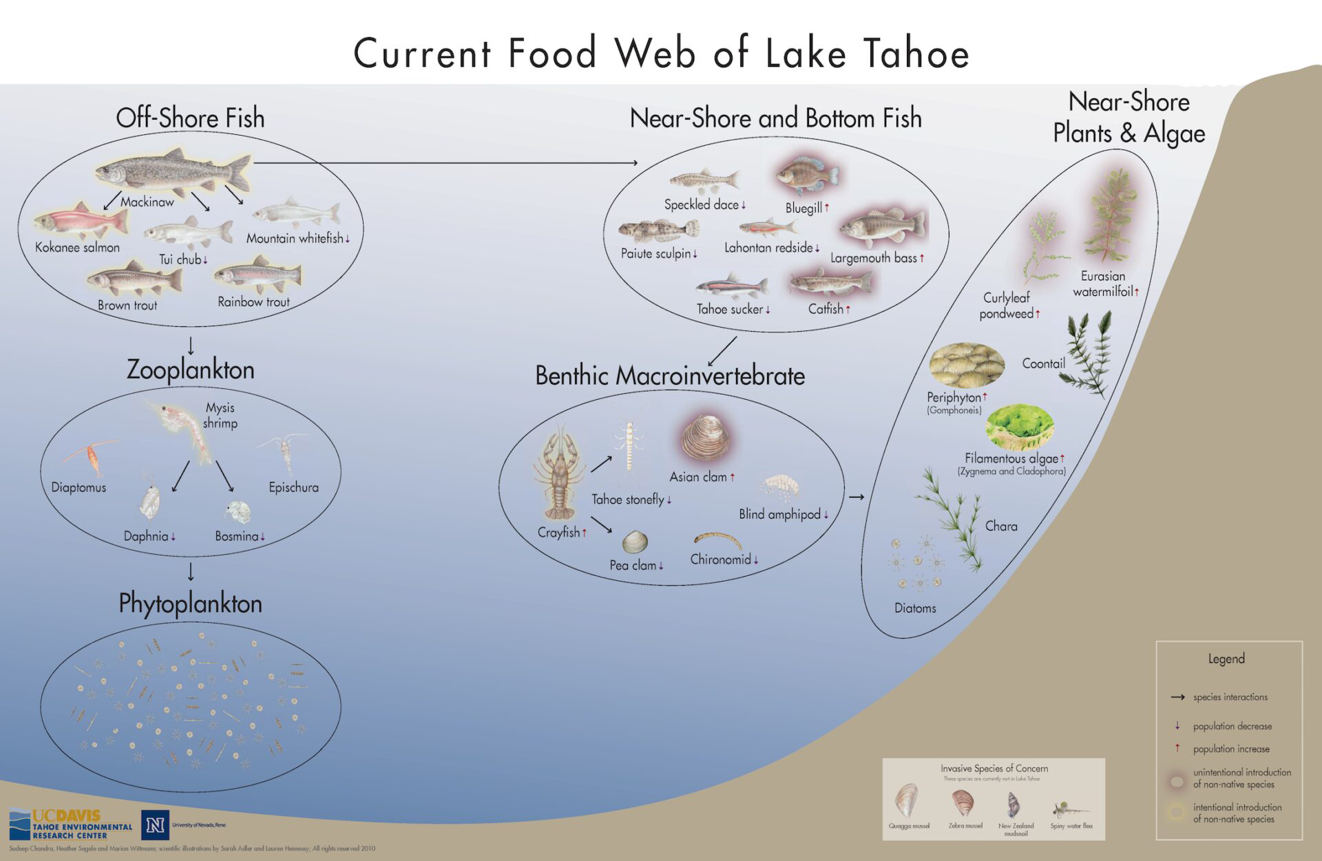 Lake Tahoe Current Foodweb