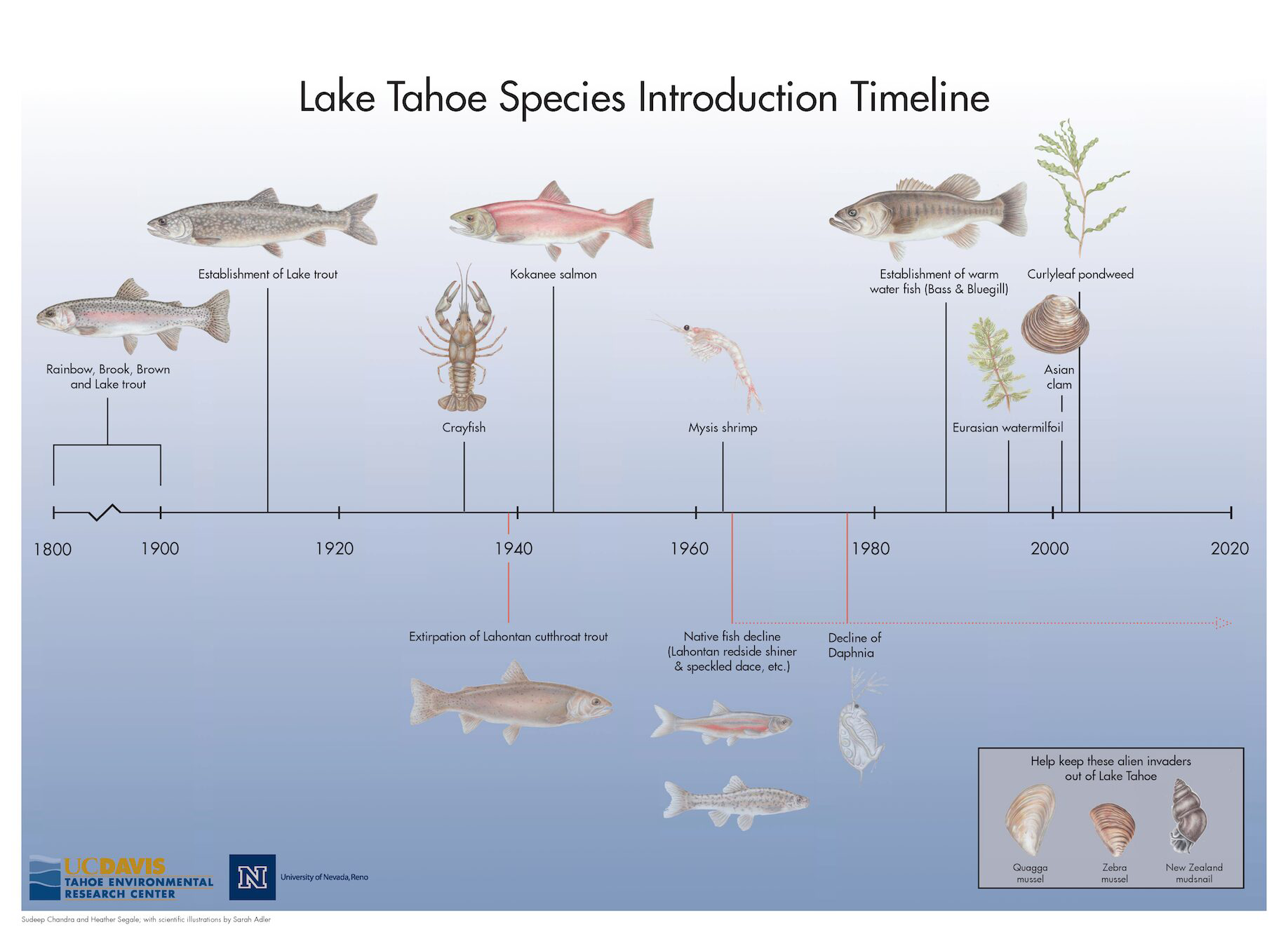 Lake Tahoe Invasive Species Timeline