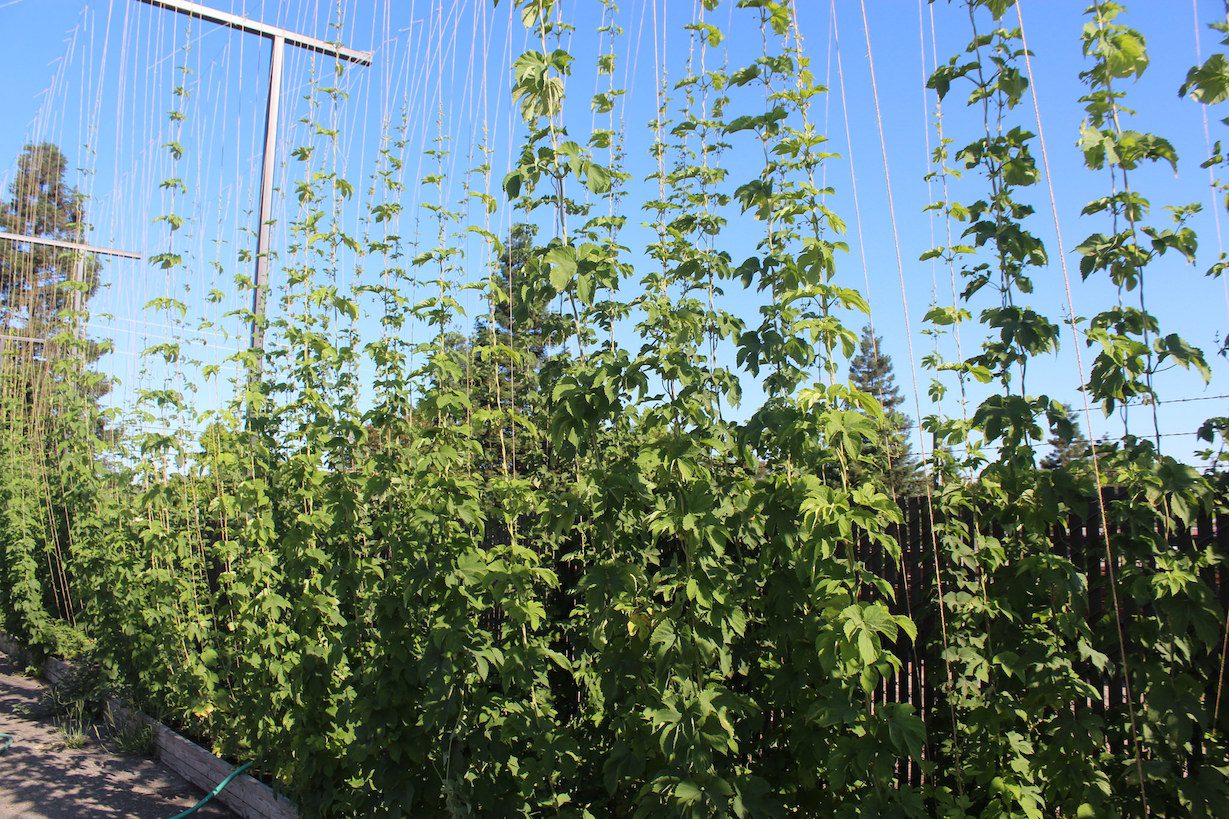 Wall of Hops