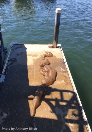 What is this Jelly-like Blob Under My Dock?