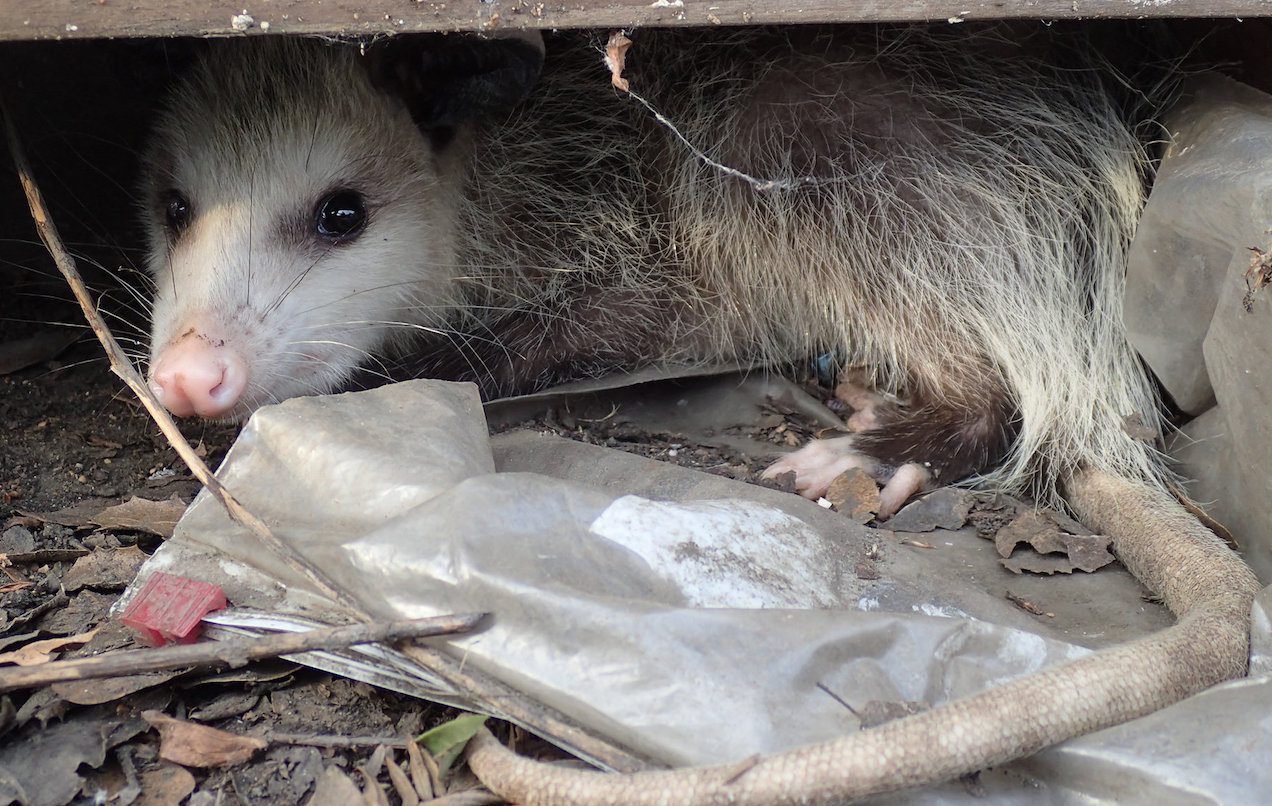 Hiding Opossum