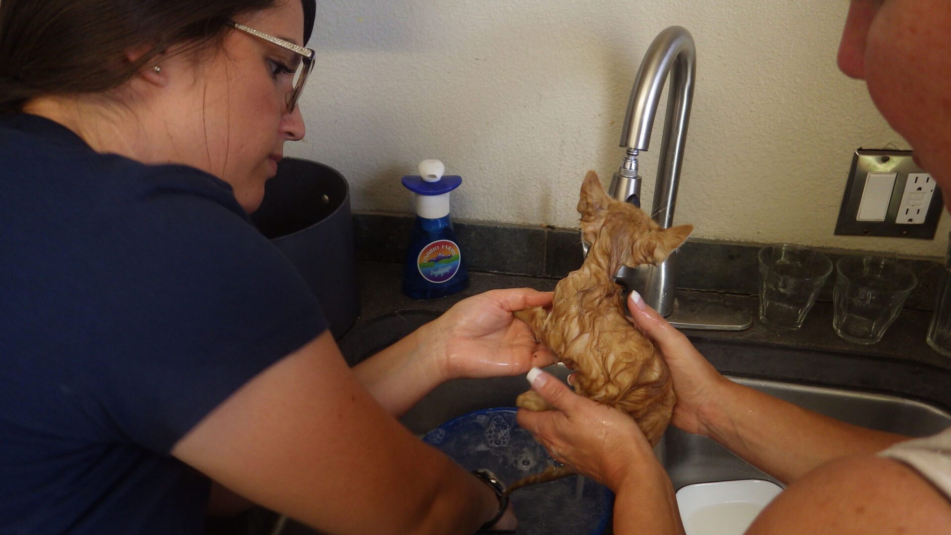 Kitten gets a bath