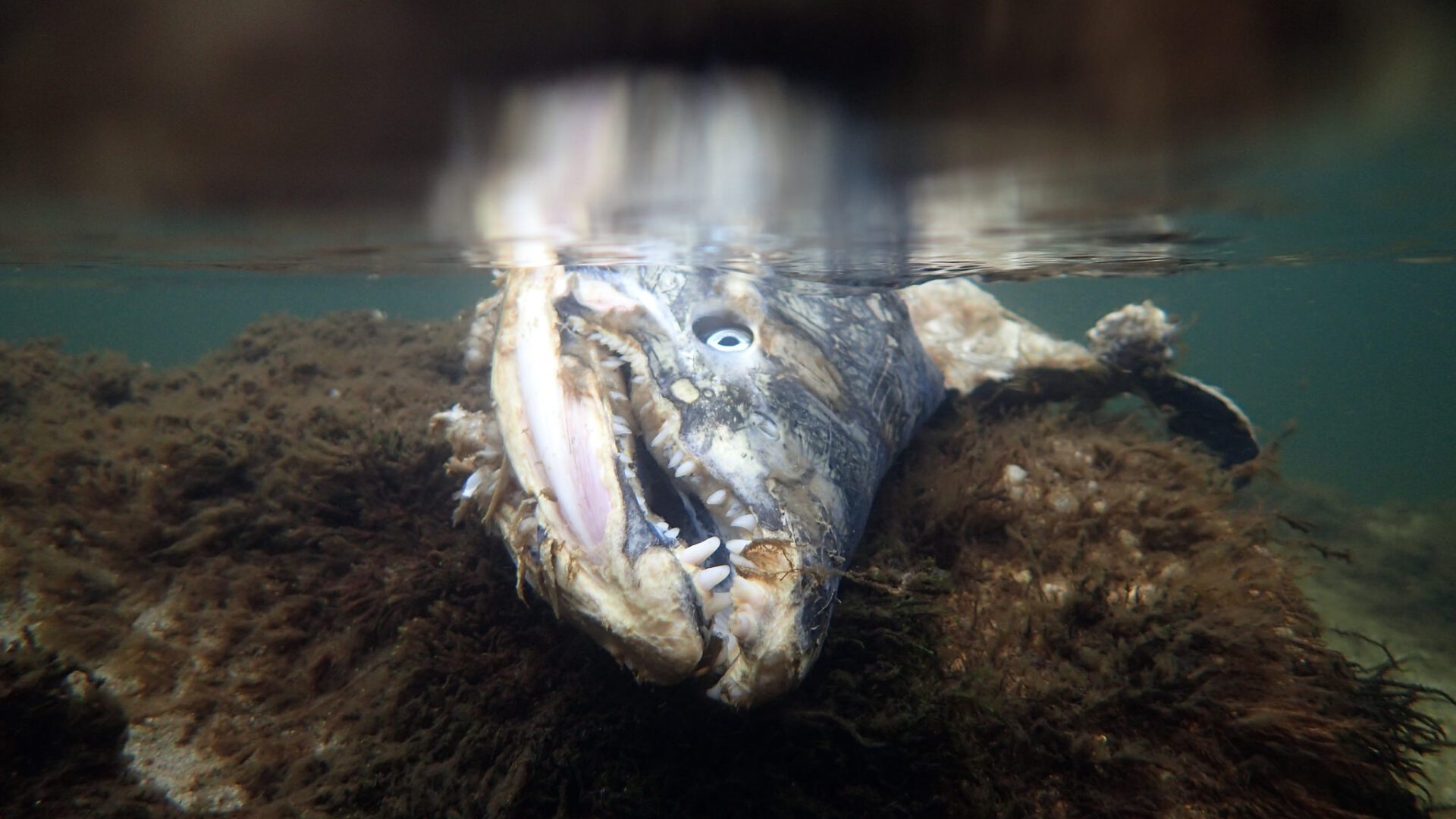 Salmon Carcass reflection