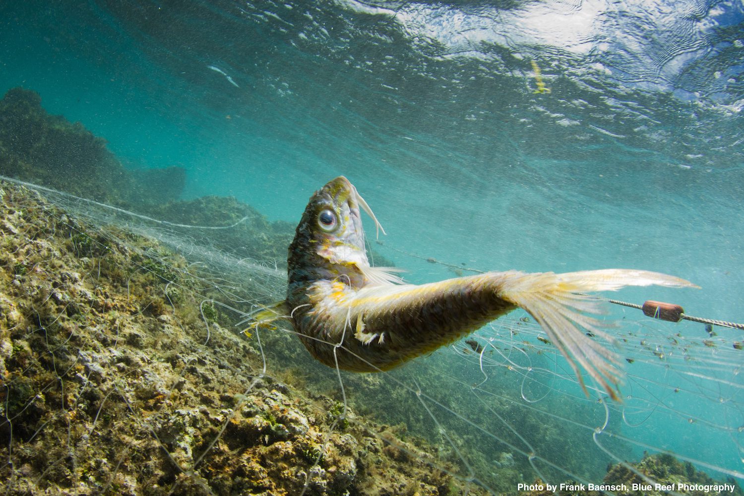 The Ghosts of Fishing Past - FISHBIO