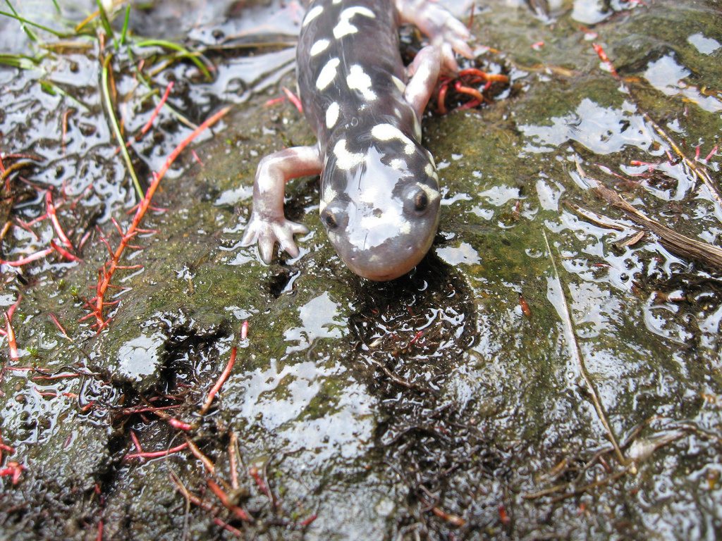 Secretive and rarely seen, spotted salamanders spend most of their