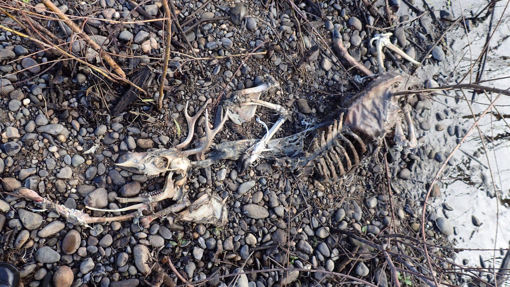 Deer carcass