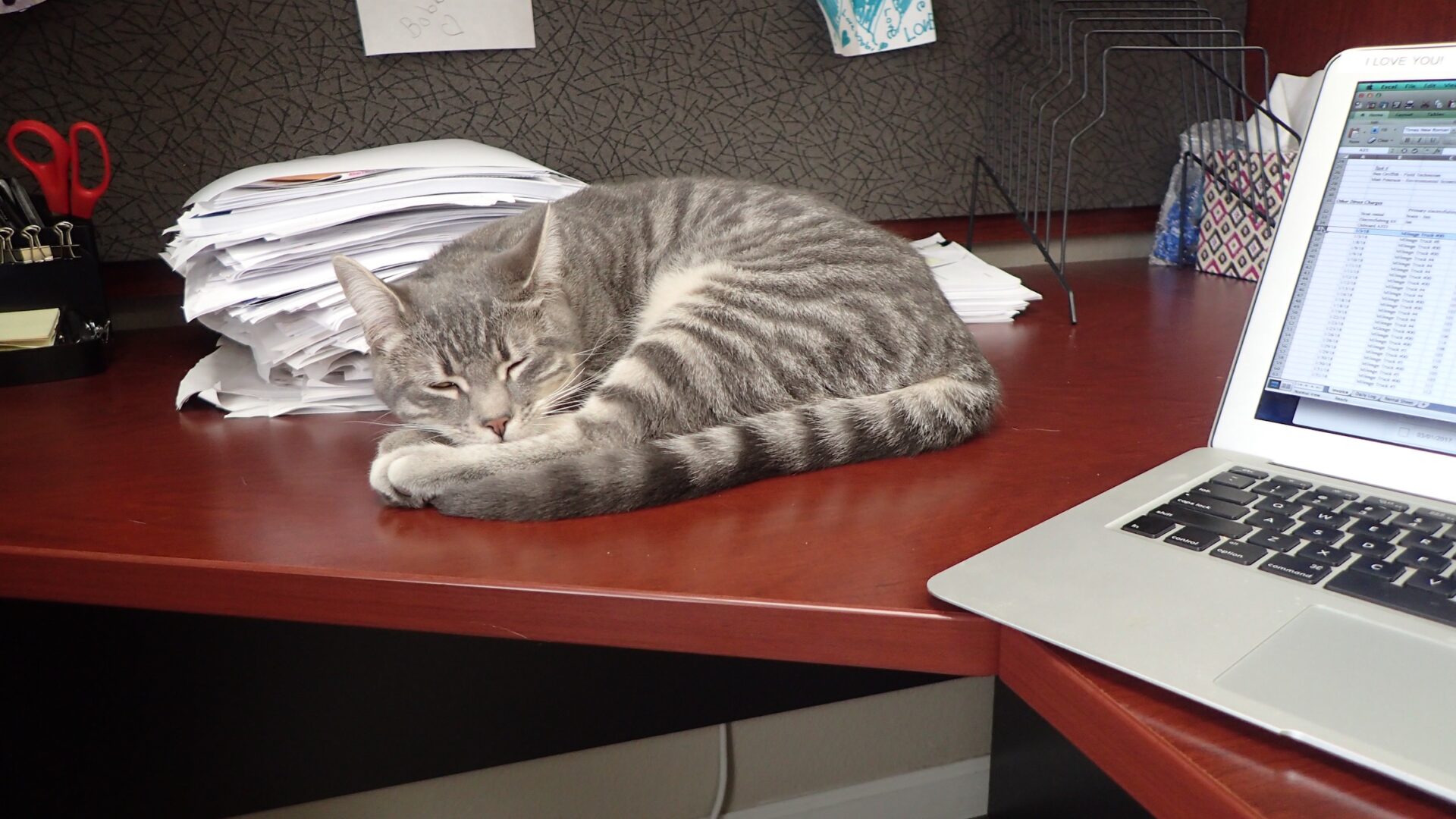 Mister kitten napping on desk