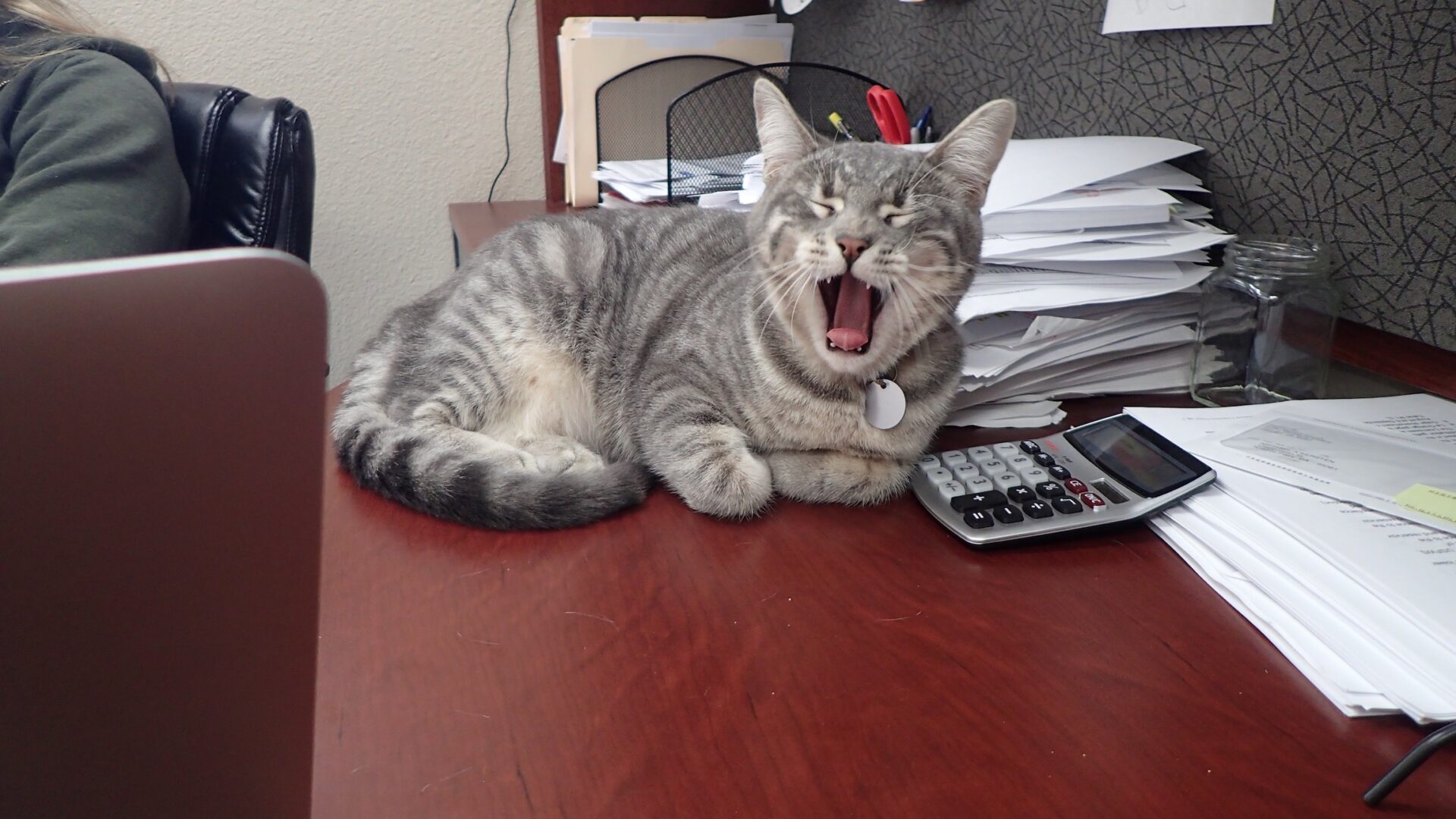 Mister kitten yawning