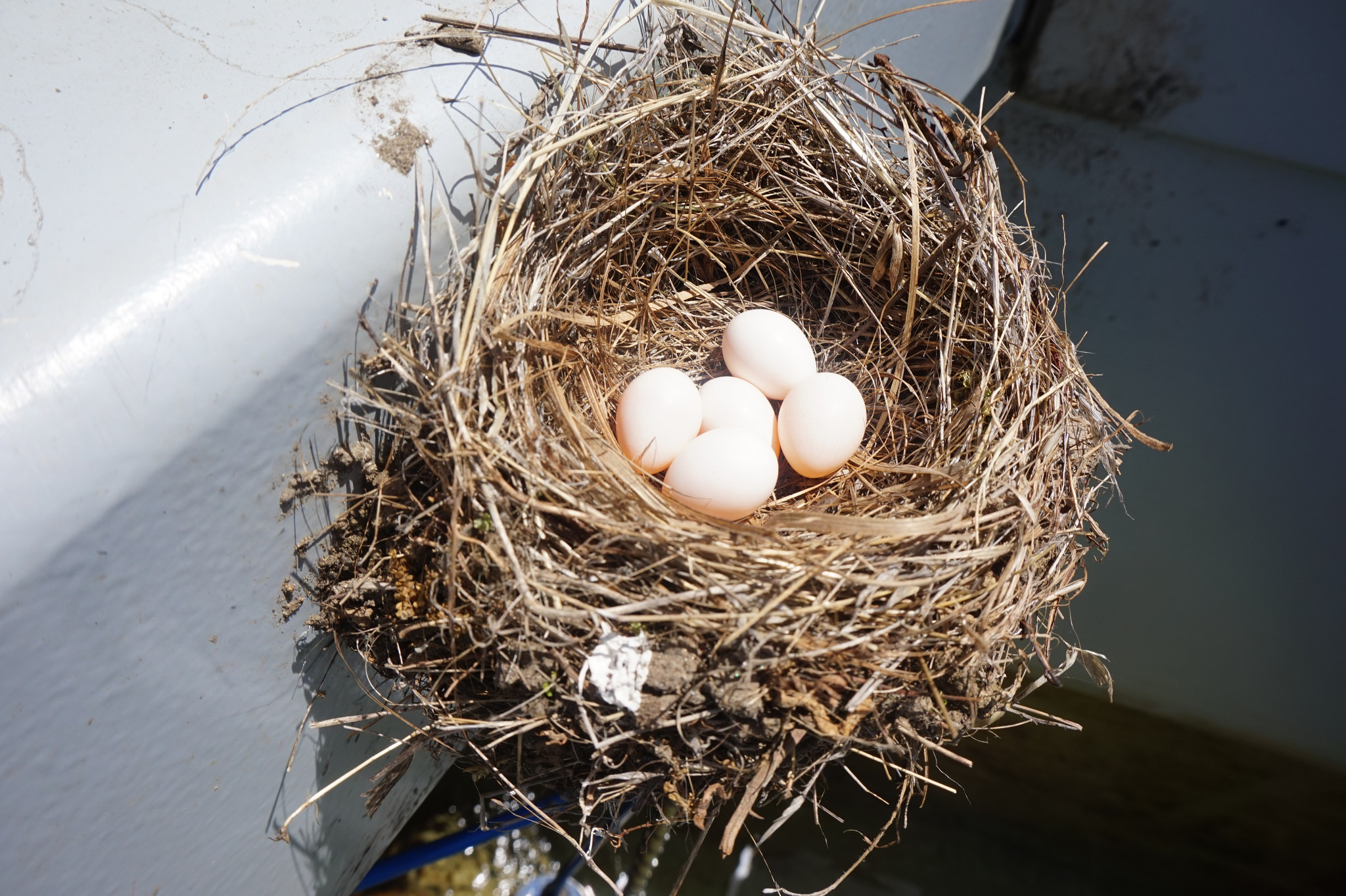 Black Phoebe Nest with eggs