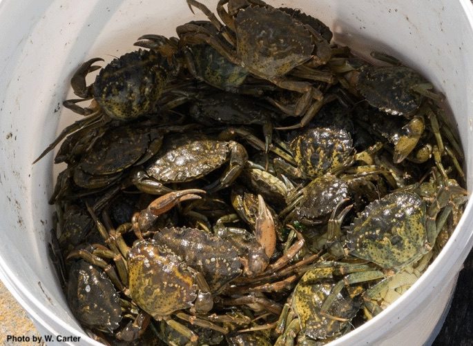 Invasive Green Crabs in a Bucket